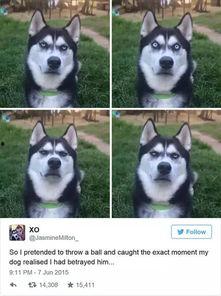 扔球捕捉表情包,趣味横生的互动瞬间